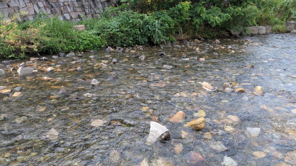 親水公園 川の様子(浅い川と周囲の緑)